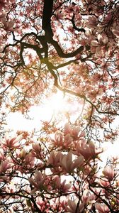 Preview wallpaper magnolia, tree, flowers, pink, sunlight