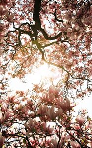 Preview wallpaper magnolia, tree, flowers, pink, sunlight