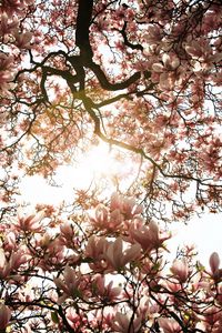 Preview wallpaper magnolia, tree, flowers, pink, sunlight