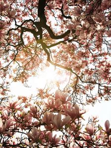 Preview wallpaper magnolia, tree, flowers, pink, sunlight