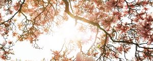 Preview wallpaper magnolia, tree, flowers, pink, sunlight