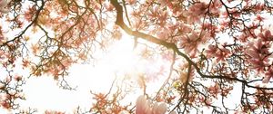 Preview wallpaper magnolia, tree, flowers, pink, sunlight
