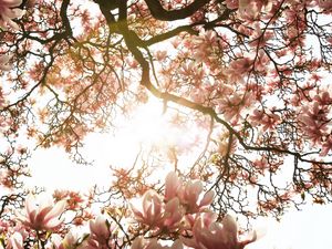 Preview wallpaper magnolia, tree, flowers, pink, sunlight