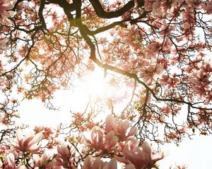 Preview wallpaper magnolia, tree, flowers, pink, sunlight