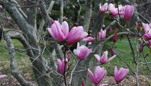 Preview wallpaper magnolia, twigs, tree, buds, awakening