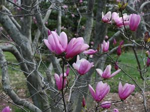 Preview wallpaper magnolia, twigs, tree, buds, awakening