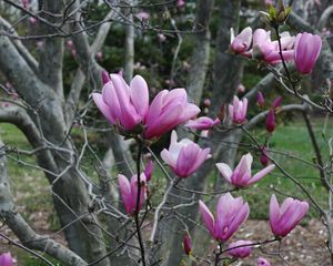 Preview wallpaper magnolia, twigs, tree, buds, awakening