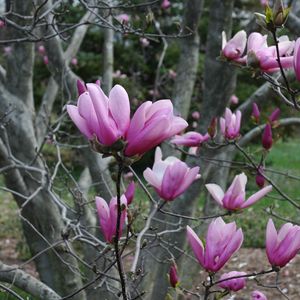 Preview wallpaper magnolia, twigs, tree, buds, awakening