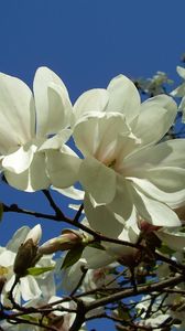 Preview wallpaper magnolia, white, blossom, branch, sky, close-up