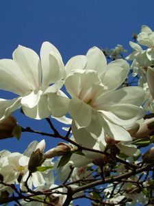 Preview wallpaper magnolia, white, blossom, branch, sky, close-up