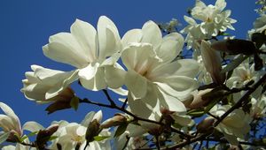 Preview wallpaper magnolia, white, blossom, branch, sky, close-up