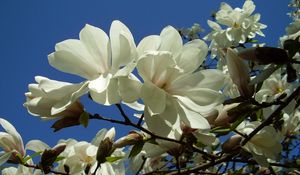 Preview wallpaper magnolia, white, blossom, branch, sky, close-up