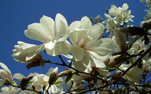 Preview wallpaper magnolia, white, blossom, branch, sky, close-up