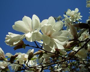 Preview wallpaper magnolia, white, blossom, branch, sky, close-up