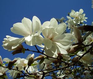 Preview wallpaper magnolia, white, blossom, branch, sky, close-up