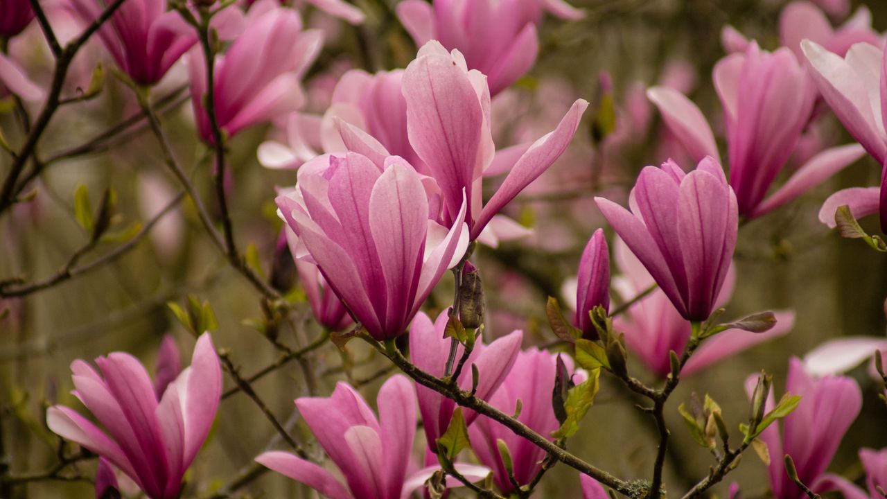 Wallpaper magnolias, flowers, petals, pink