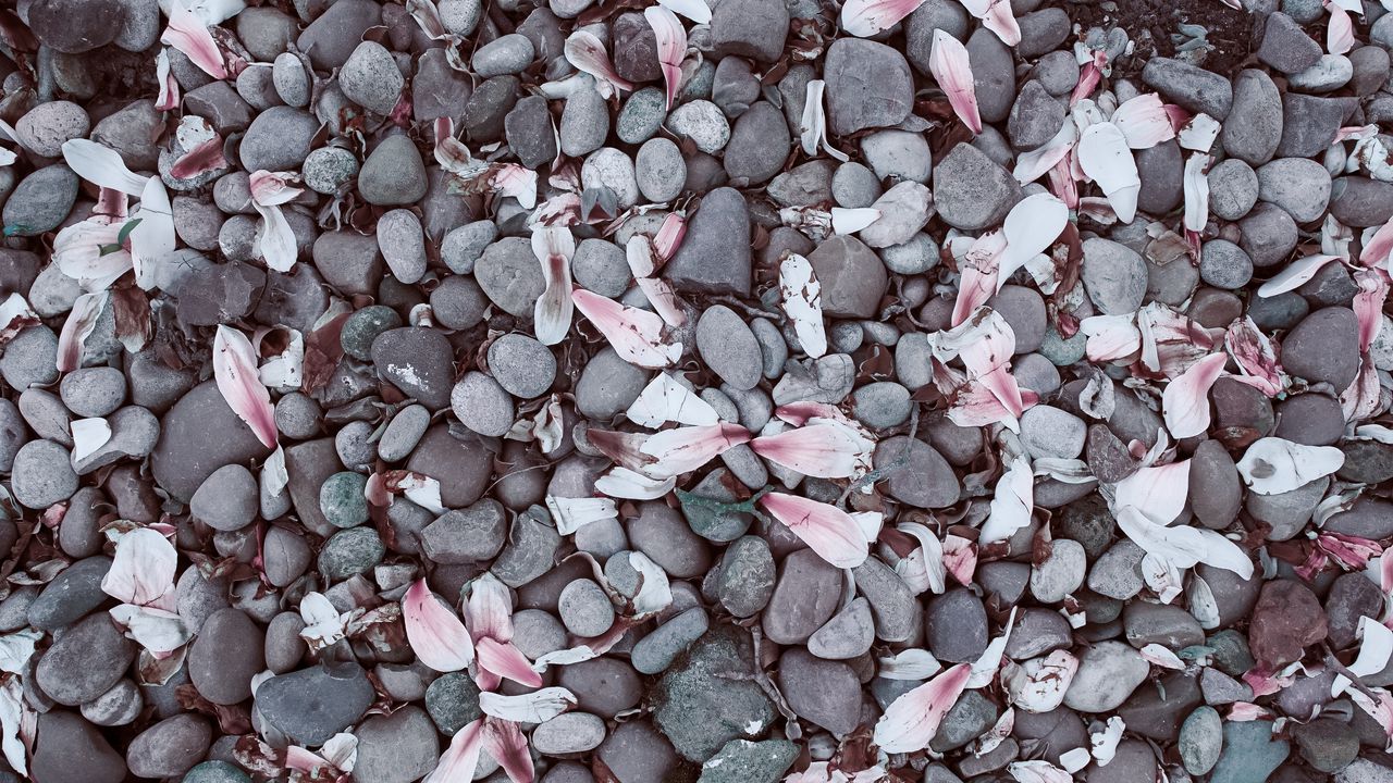 Wallpaper magnolias, leaves, stones