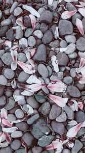 Preview wallpaper magnolias, leaves, stones