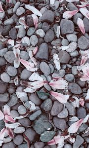 Preview wallpaper magnolias, leaves, stones