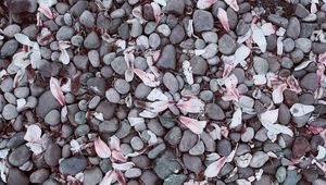 Preview wallpaper magnolias, leaves, stones