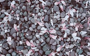 Preview wallpaper magnolias, leaves, stones