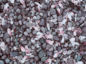 Preview wallpaper magnolias, leaves, stones