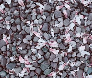 Preview wallpaper magnolias, leaves, stones