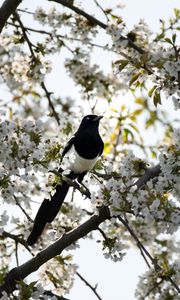 Preview wallpaper magpie, bird, flowering, branch