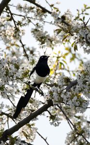 Preview wallpaper magpie, bird, flowering, branch