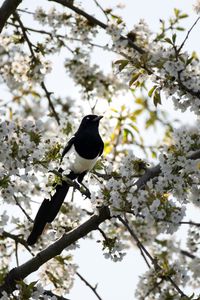 Preview wallpaper magpie, bird, flowering, branch