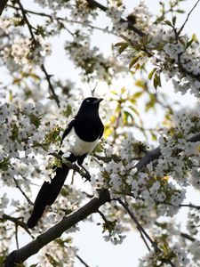 Preview wallpaper magpie, bird, flowering, branch