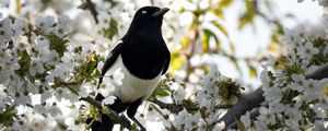 Preview wallpaper magpie, bird, flowering, branch
