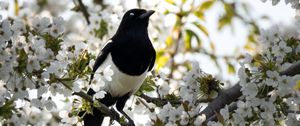 Preview wallpaper magpie, bird, flowering, branch
