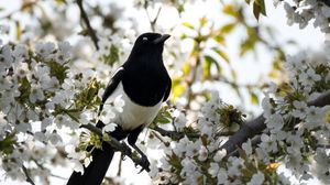 Preview wallpaper magpie, bird, flowering, branch