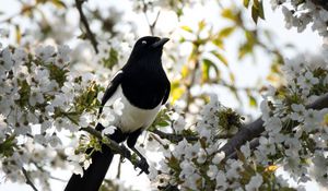 Preview wallpaper magpie, bird, flowering, branch