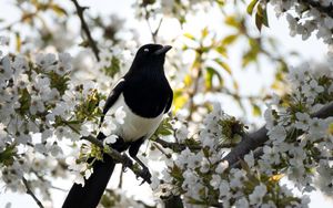 Preview wallpaper magpie, bird, flowering, branch