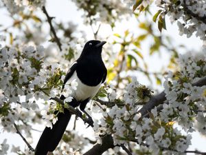 Preview wallpaper magpie, bird, flowering, branch