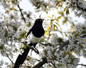 Preview wallpaper magpie, bird, flowering, branch
