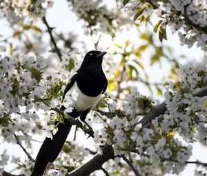 Preview wallpaper magpie, bird, flowering, branch