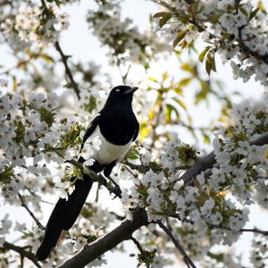 Preview wallpaper magpie, bird, flowering, branch