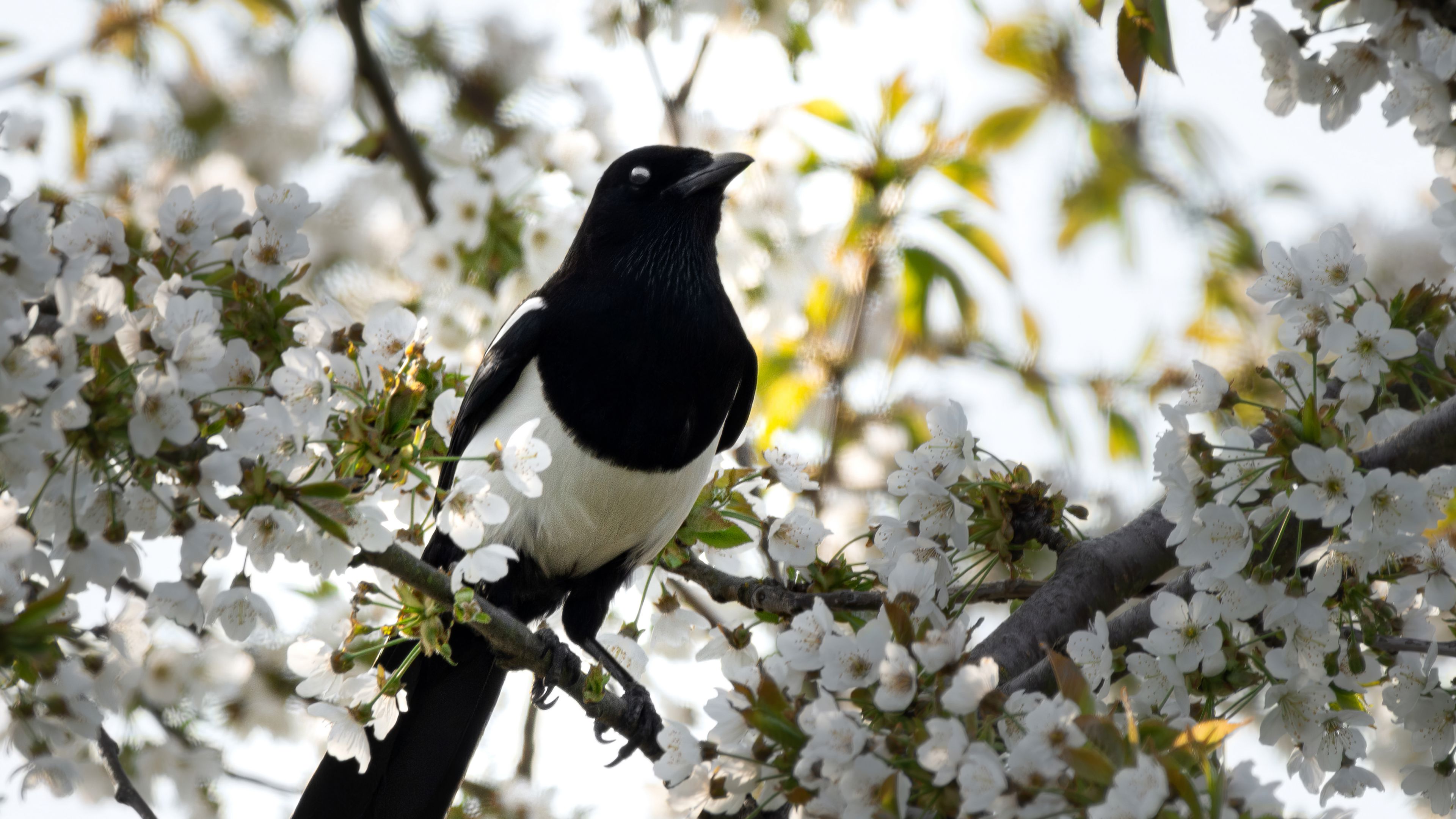 Download wallpaper 3840x2160 magpie, bird, flowering, branch 4k uhd 16: