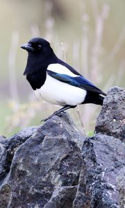 Preview wallpaper magpie, bird, stone
