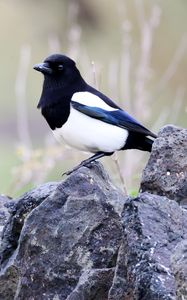 Preview wallpaper magpie, bird, stone
