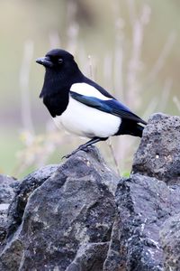 Preview wallpaper magpie, bird, stone