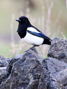 Preview wallpaper magpie, bird, stone