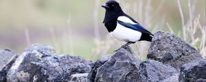 Preview wallpaper magpie, bird, stone