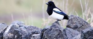 Preview wallpaper magpie, bird, stone