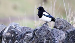 Preview wallpaper magpie, bird, stone