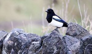 Preview wallpaper magpie, bird, stone