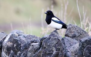 Preview wallpaper magpie, bird, stone